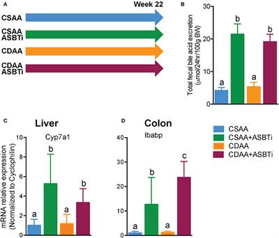 Attenuation of the Hepatoprotective Effects of Ileal Apical Sodium Dependent Bile Acid Transporter (ASBT) Inhibition in Choline-Deficient L-Amino Acid-Defined (CDAA) Diet-Fed Mice